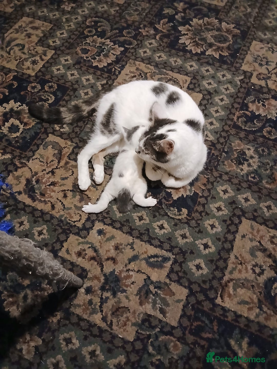 Mixed Breed cats for sale: 5 Adorable Kittens - Advert 2