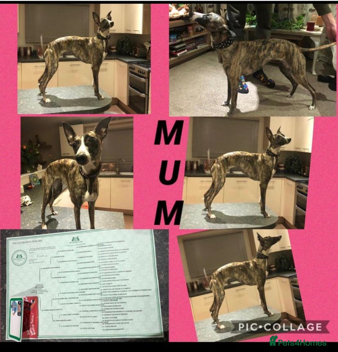 Mixed Breed dogs for sale: 2 Italian Greyhound x Whippet Pups for Sale  - Image 12
