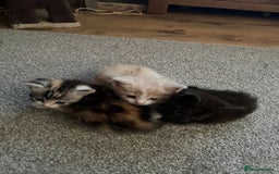 Ragdoll cats for sale: Ragdoll x tortoise shell kittens - Image 1