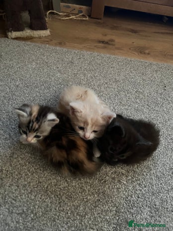 Ragdoll cats - Advert 3