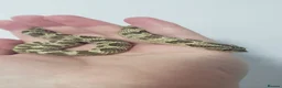Snake reptiles for sale: Western Hognose babies From £100 - Advert 2