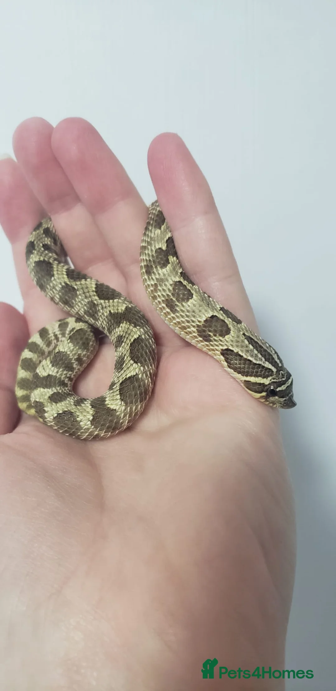 Snake reptiles for sale: Western Hognose babies From £100 - Advert 2