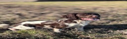 English Springer Spaniel dogs for stud: PROVEN English Springer Spaniel STUD Health Tested in Clacton-on-Sea - Advert 7