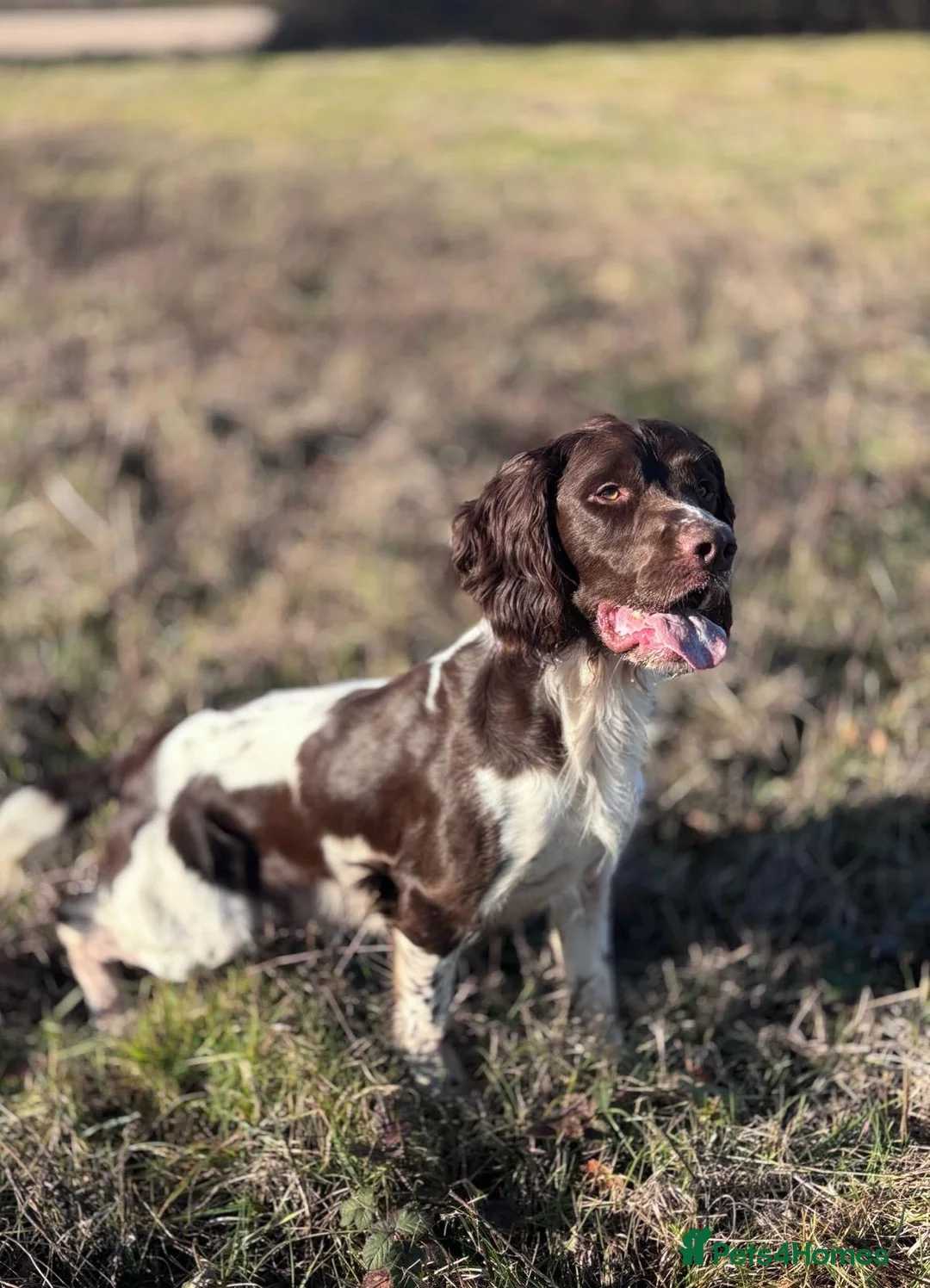 English Springer Spaniel dogs for stud: COI 5.9% English Springer Spaniel STUD  in Clacton-on-Sea - Advert 7