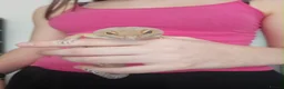 Leopard Gecko reptiles for sale: Leopard gecko  - Advert 3