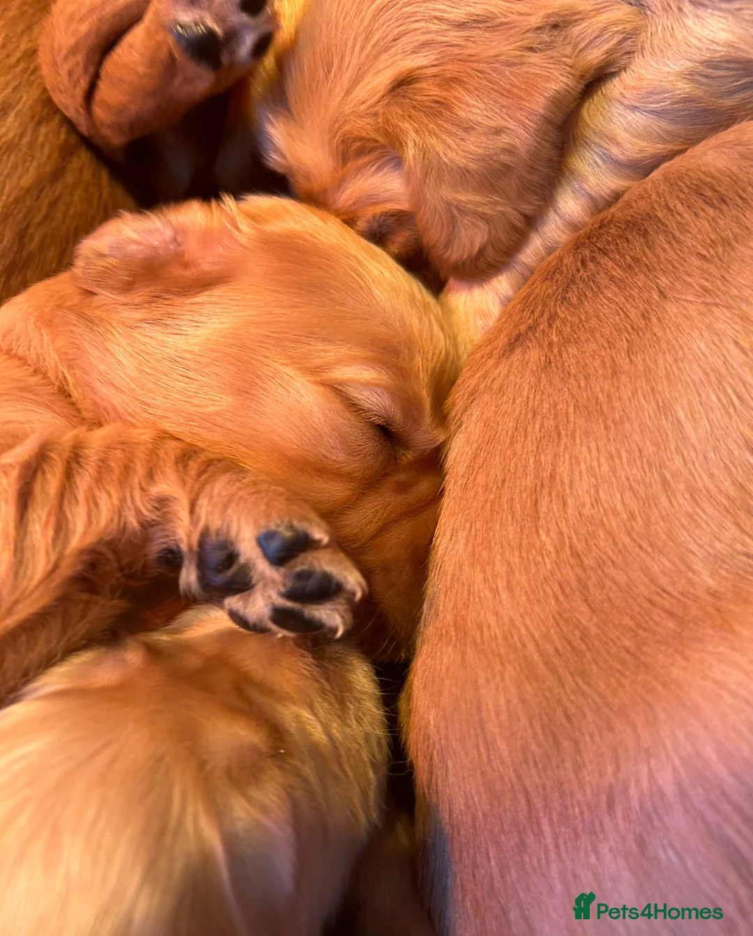 Golden Retriever dogs for sale: Beautiful litter of golden retrievers available  - Advert 2