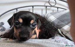 Mixed Breed dogs for sale: 5 Jack Russell x miniature dashound puppies £800 - Image 18