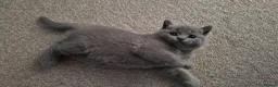 British Shorthair cats for sale: ✨British Shorthair Kittens Ready for Loving Home!✨ - Advert 12