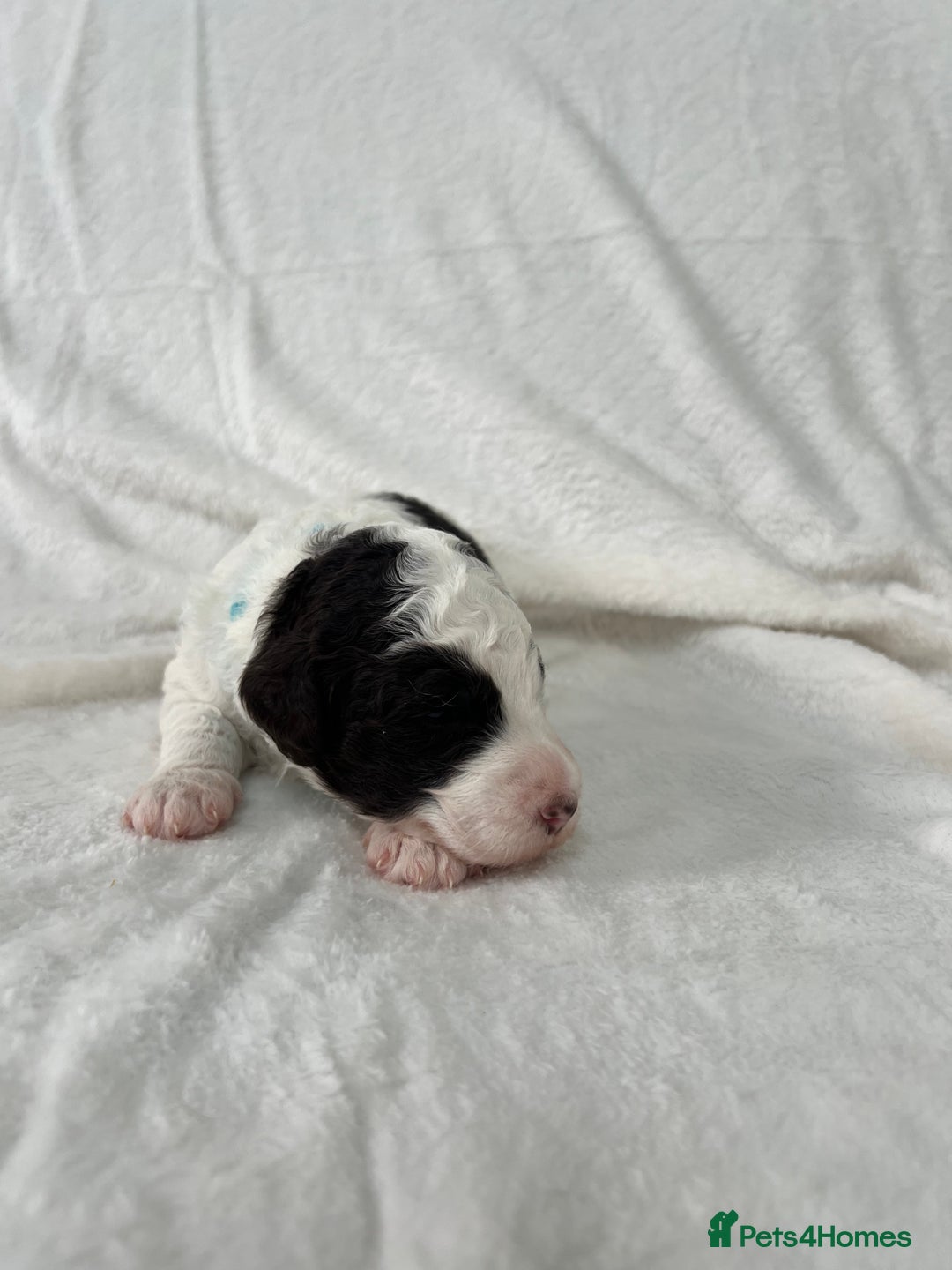 Goldendoodle dogs for sale: Beautiful litter of Goldendoodles  - Image 19
