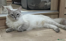 Ragdoll cats for sale: Bella looking for a new home - Image 1