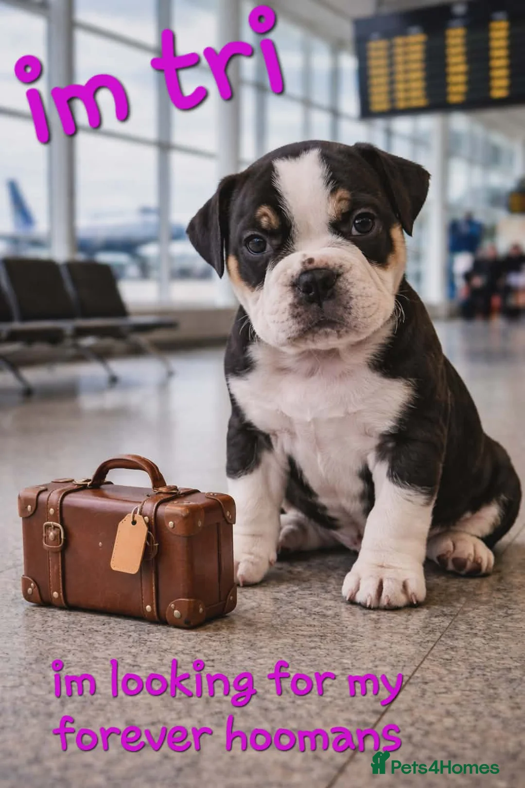 Old Tyme Bulldog dogs for sale: Beautiful litter - Advert 8