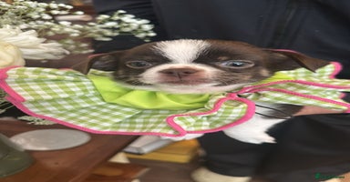 Chihuahua dogs - Advert 9