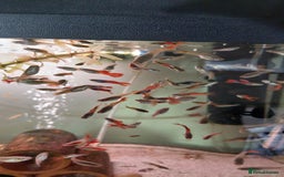 Live Bearers fish for sale: Beautiful assorted young guppies (priced per 5) - Image 3