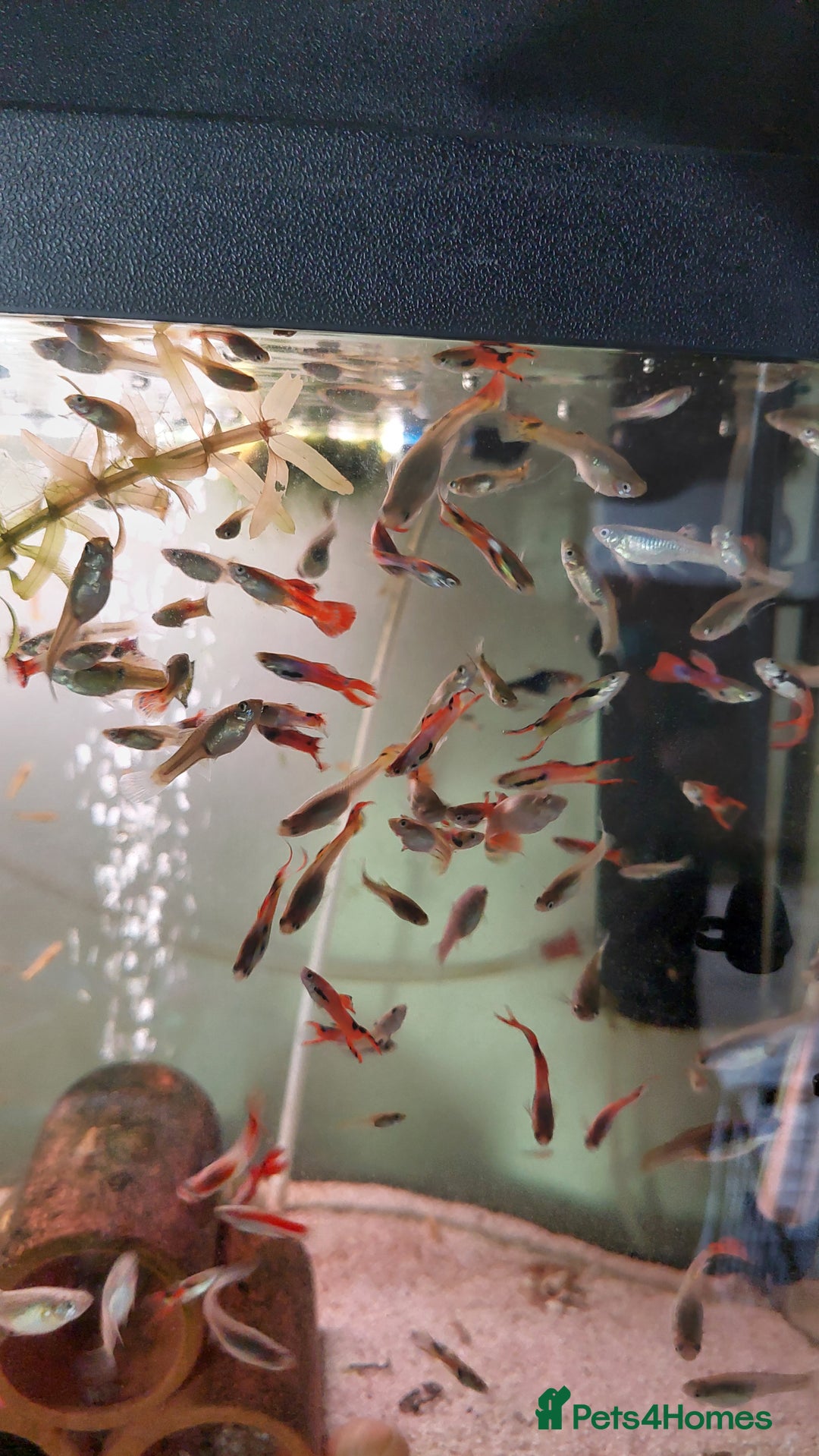 Live Bearers fish for sale: Beautiful assorted young guppies (priced per 5) - Image 3
