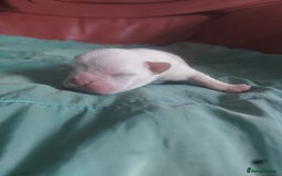 French Bulldog dogs for sale: 4 fluffy French bull dogs pups males 1 female  - Image 6