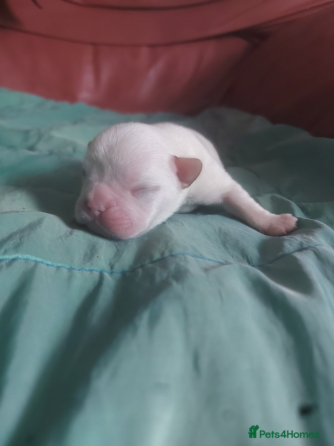 French Bulldog dogs for sale: 4 fluffy French bull dogs pups males 1 female  - Image 6