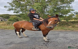 New Forest horses for sale: 15hh 4 yrs old registered new forest  - Image 1