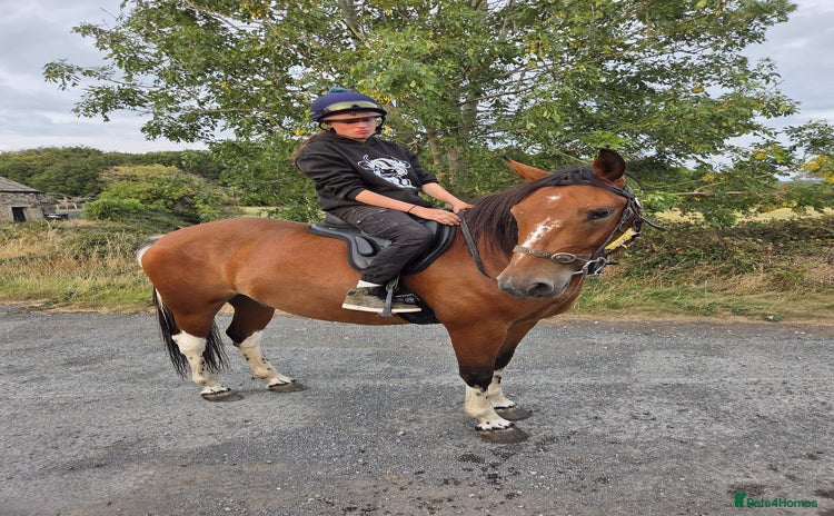 New Forest horses - Advert 4
