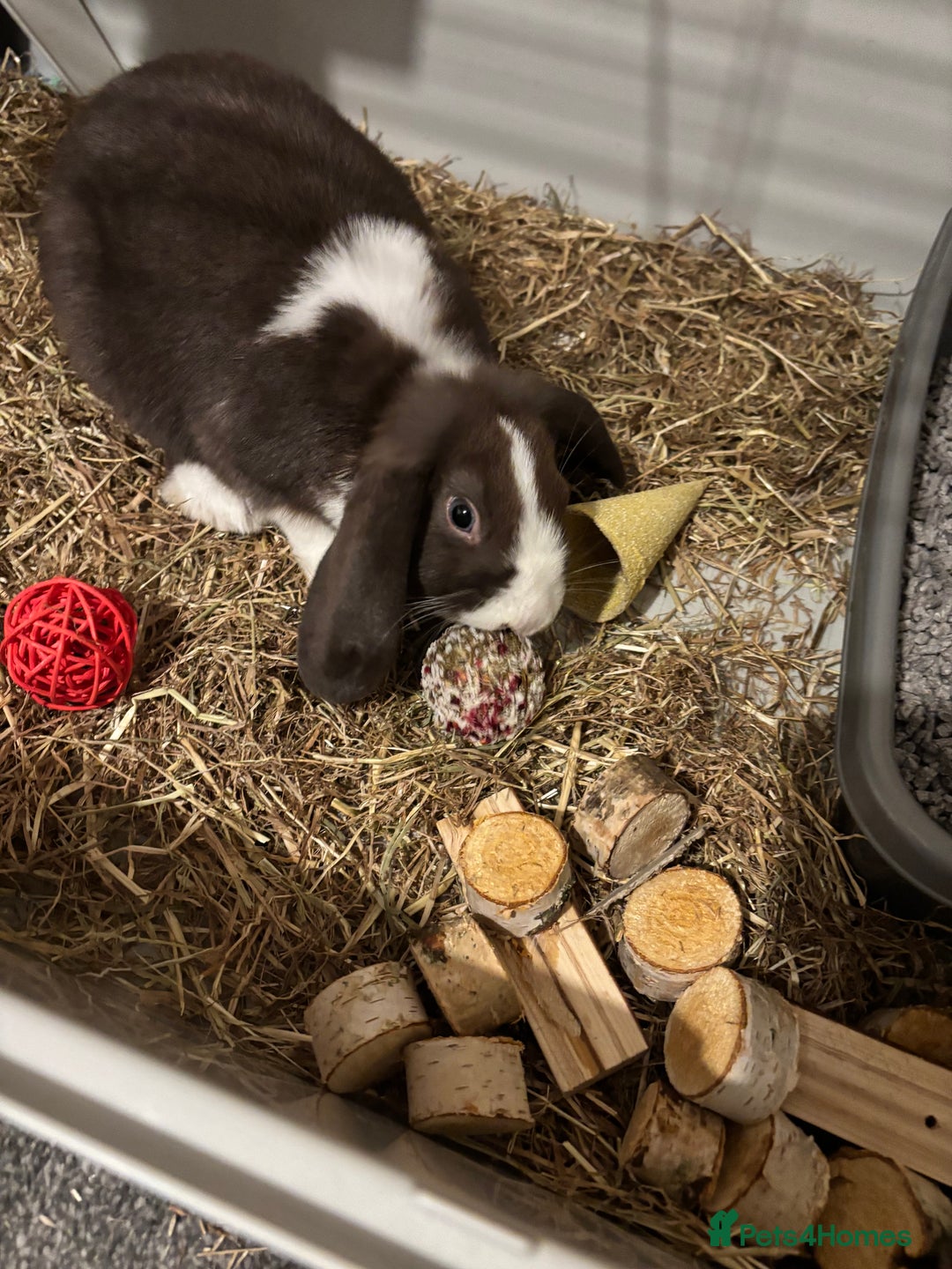 Dwarf Lop rabbits for sale: 2 male dwarf lops - vaccinated and neutered - Advert 7