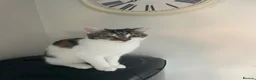 Domestic Shorthair cats for sale: Kittens mixed  - Advert 3