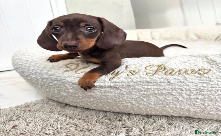 Miniature Dachshund dogs - Advert 8