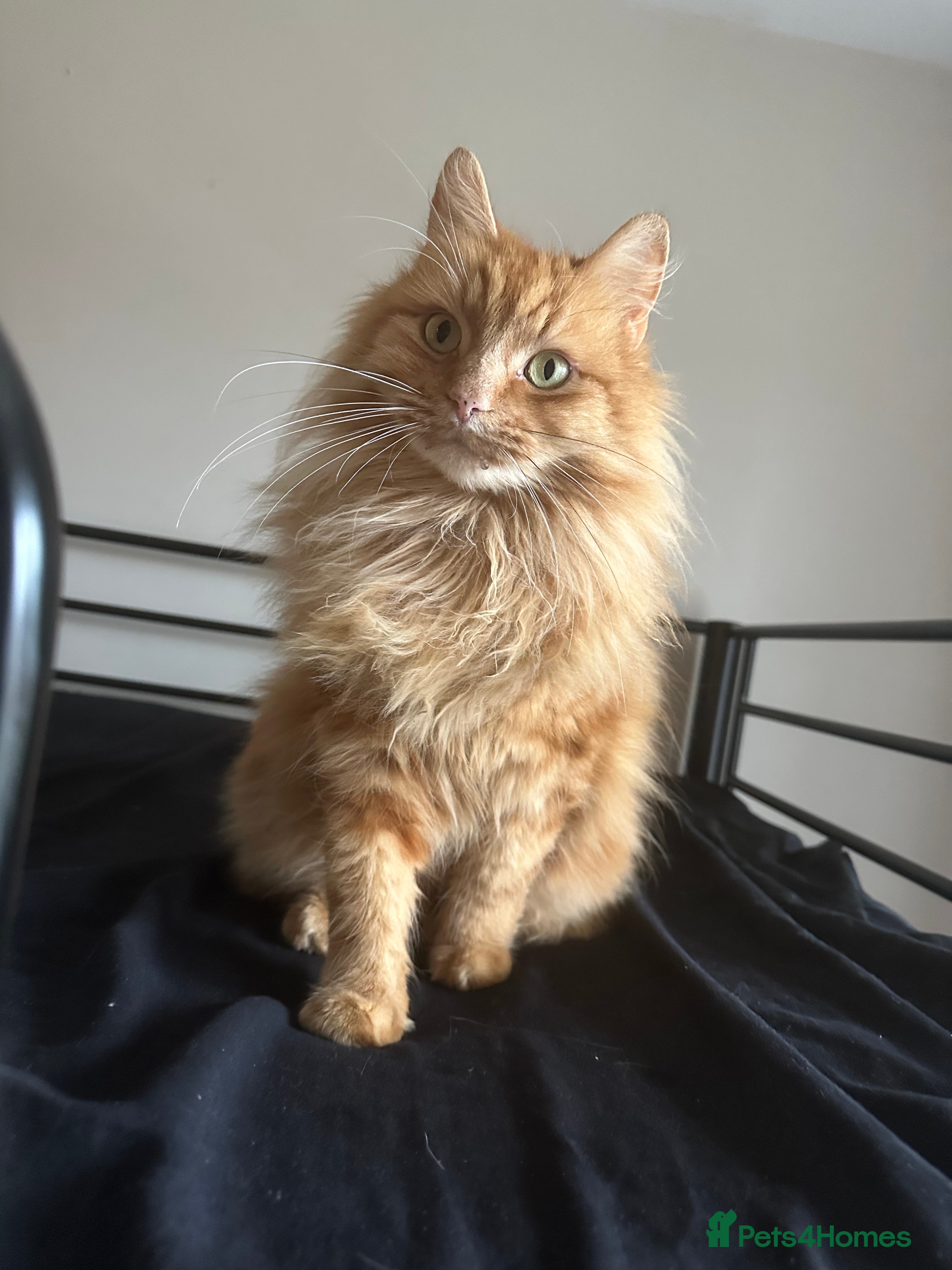 Maine Coon cats Ginger Maine coon - Advert 12