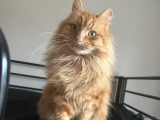 Maine Coon cats Ginger Maine coon - Advert 12