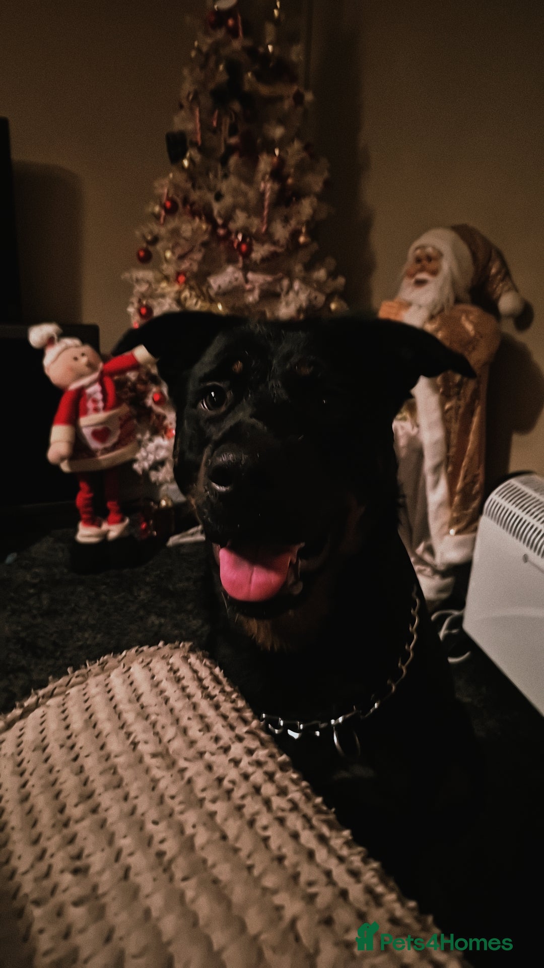 Mixed Breed dogs for sale: Rottweiler x gsd x malinois - Advert 3