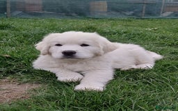 Golden Retriever dogs for sale: STUNNING GOLDEN RETRIEVER PUPPIES - Image 4