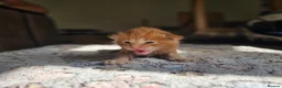 Maine Coon cats for sale: 4 gorgeous Maine coon X kittens - Advert 7