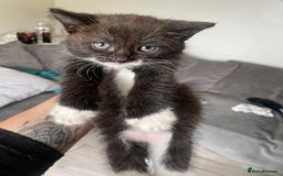 Mixed Breed cats for sale: Bengal cross - Image 2