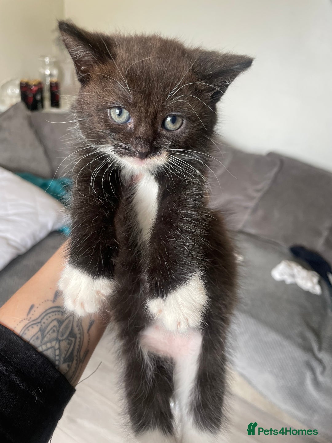 Mixed Breed cats for sale: Bengal cross - Image 2