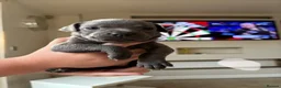 Staffordshire Bull Terrier dogs for sale: Staffordshire Bull Terrier pups x2 beautiful girls - Advert 19