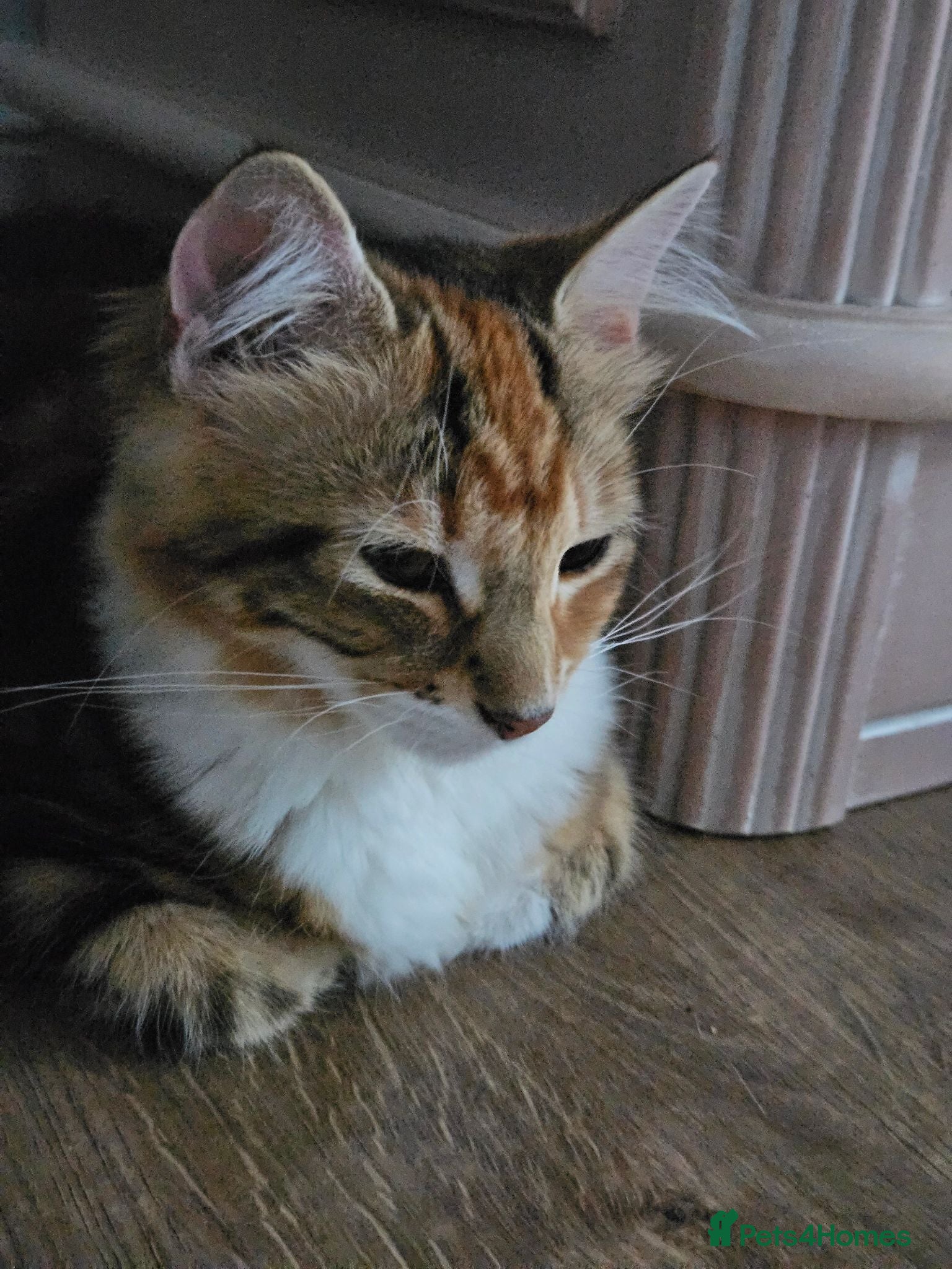 Siberian cats Two gorgeous Siberian kittens, new lower price - Advert 2