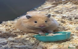 Hamster rodents for sale: Baby hamster - Image 9