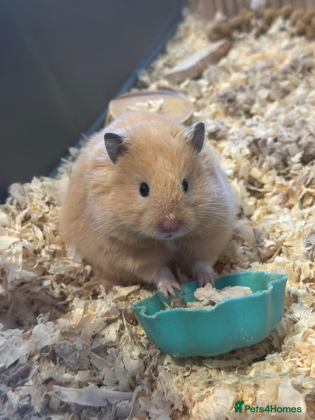 Hamster rodents for sale: Baby hamster - Image 9