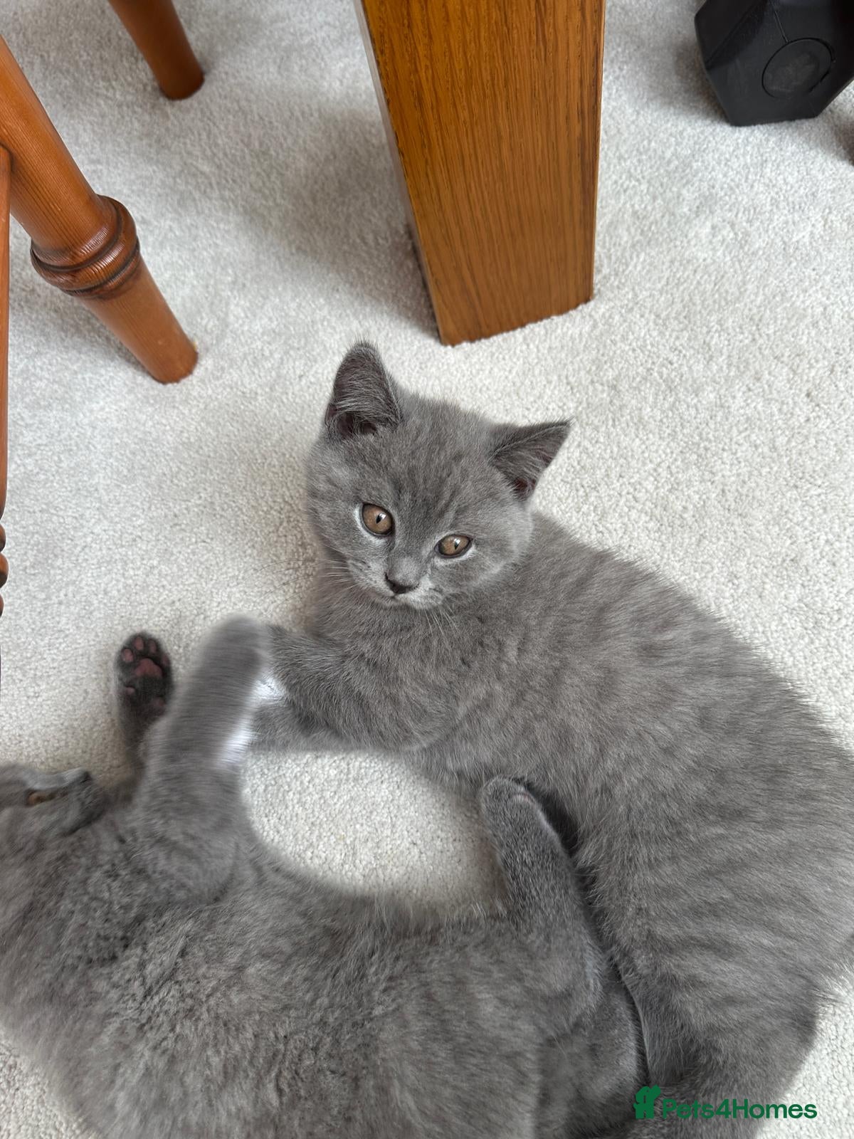 British Shorthair cats Beautiful British Shorthair Kittens - Advert 2