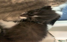 Mixed Breed cats for sale: Mixed breed kittens  - Image 5