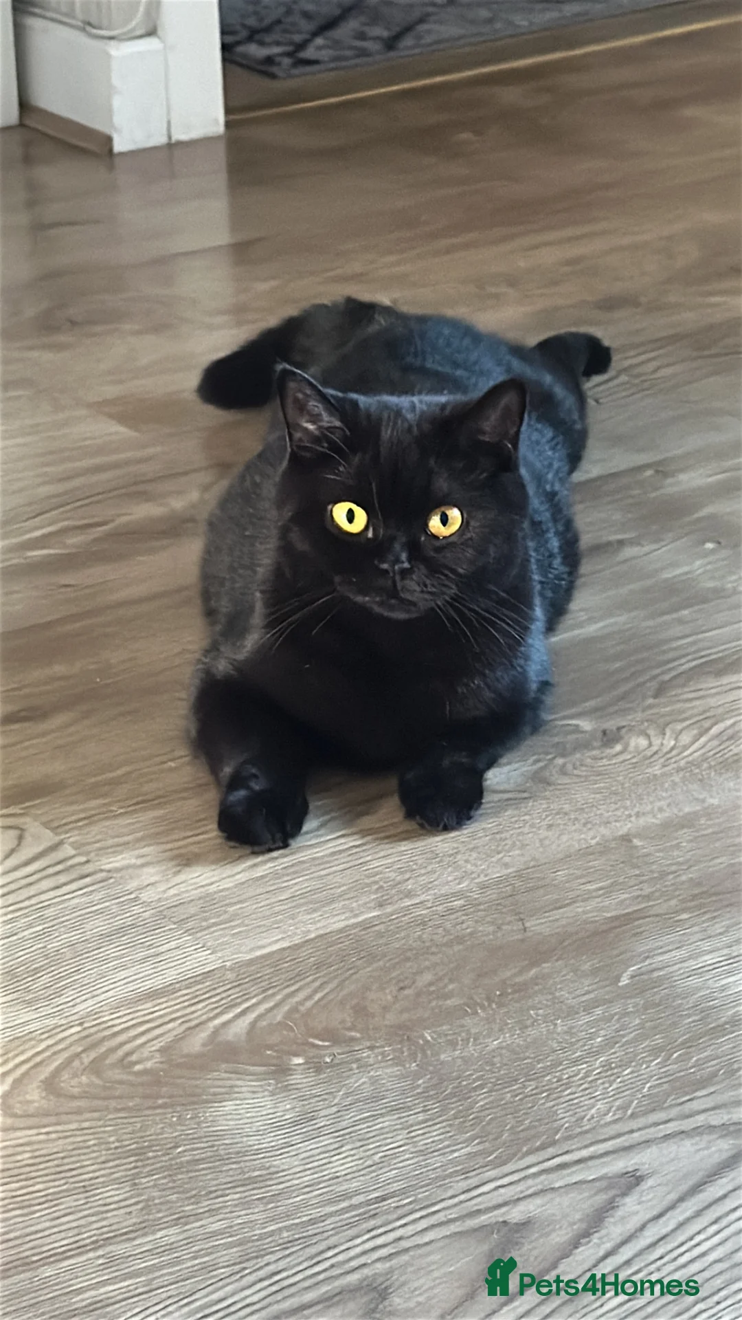 British Shorthair cats for sale: 🐾 Beautiful British Shorthair Kittens 🐾 - Advert 2