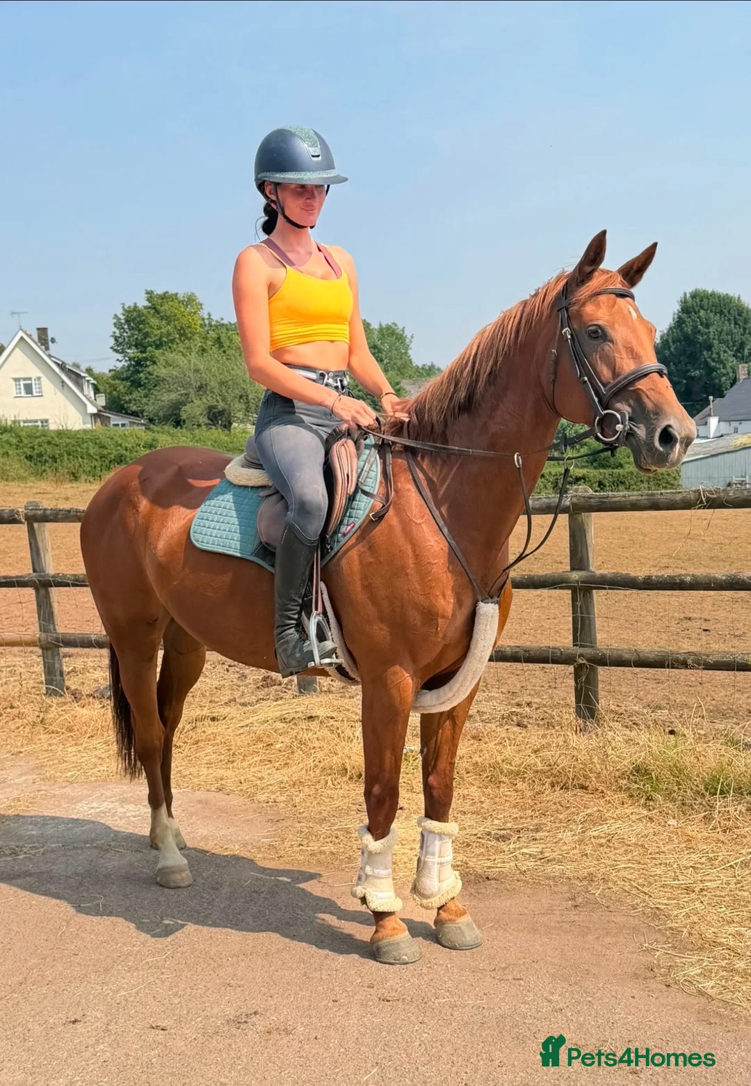 Irish Sports horses for sale: Diamon Fallon -quality ISH Mare  - Advert 3