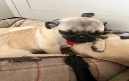 Pug dogs for sale: Sweet puppies - Image 2