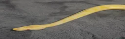 Snake reptiles for sale: Hognose & royal python ball python snake - Advert 9