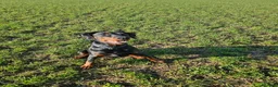Dobermann dogs for sale: Doberman - Advert 6
