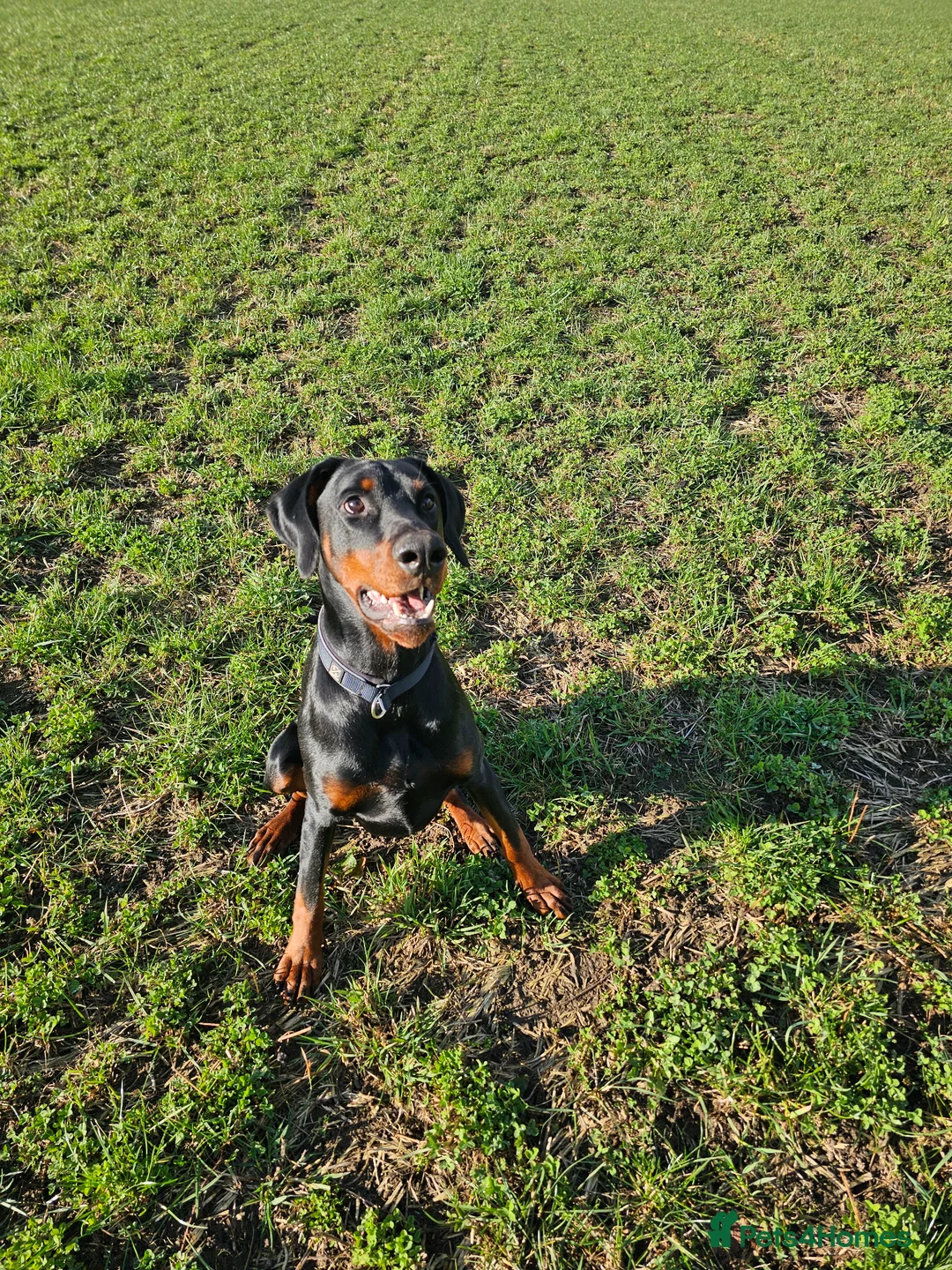 Dobermann dogs for sale: Doberman - Advert 6