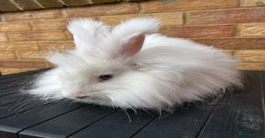 Angora rabbits - Advert 1