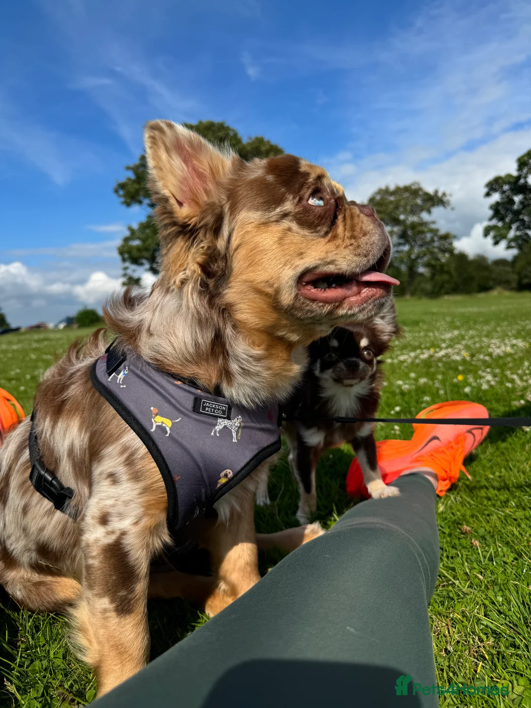 French Bulldog dogs for stud: Visual Fluffy New Shade Rojo Tri Merle 🦁🍫🎨  in Bangor - Advert 17