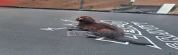 Ferret rodents for sale: Black self kit  in Newport - Advert 4