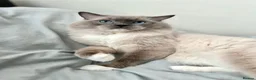 Ragdoll cats for stud: GCCF-TICA Championshipline our amazing stud - Advert 12