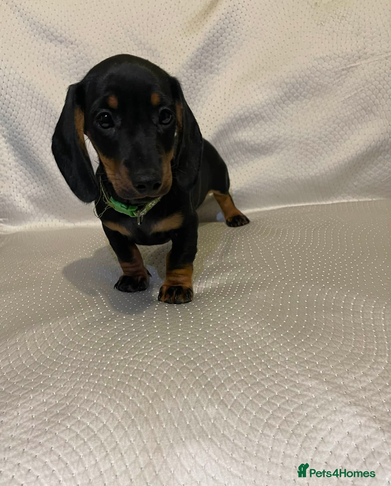 Dachshund dogs Dachshund puppies for sale  - Advert 15