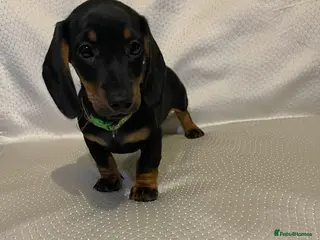 Dachshund dogs Dachshund puppies for sale - Advert 15